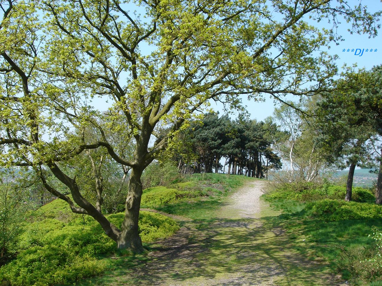 SPRING IN LICKEY HILLS